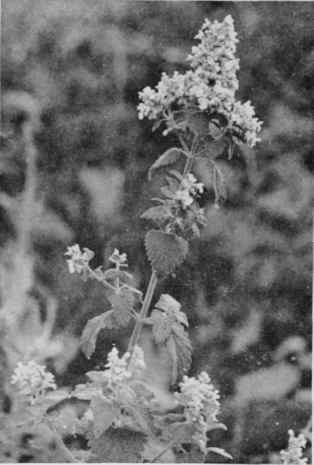 Catnip (Cat Mint).