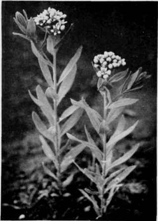 Comandra (Bastard Toadflax).