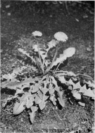 Common Dandelion.