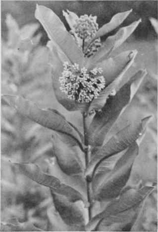 Common Milkweed.