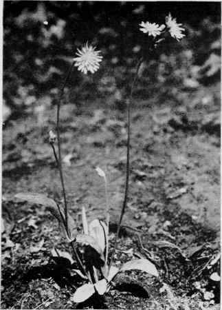 Dwarf False Dandelion.