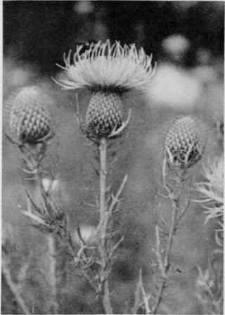Field Thistle.