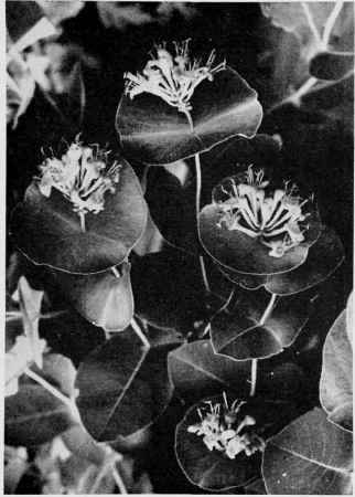 Glaucous Honeysuckle.