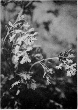 Golden Corydalis.
