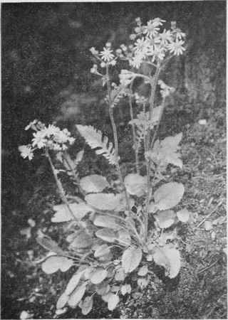 Golden Ragwort.