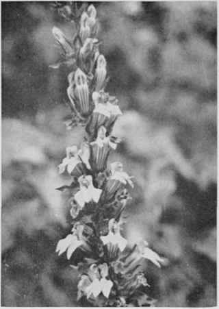 Great Blue Lobelia.