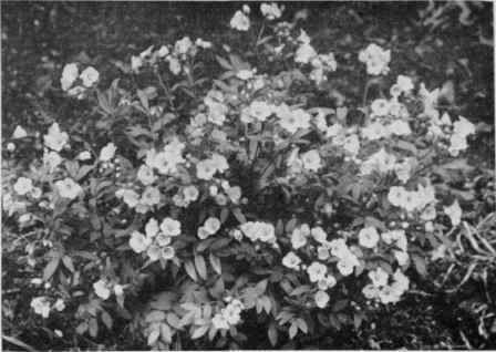 Greek Valerian (Bluebells. Jacob's Ladder).