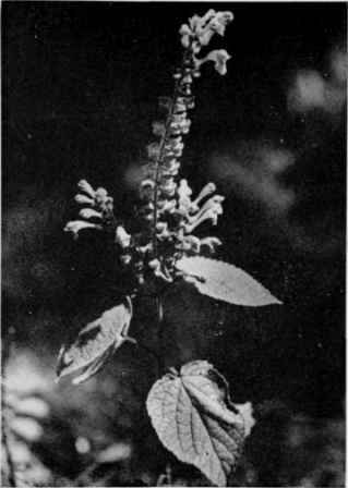 Heart Leaved Skullcap.