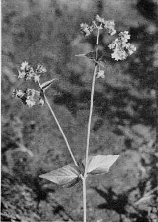 Heart Leaved Umbrellawort.