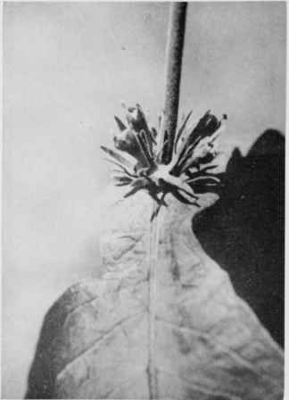 Horse Gentian (Fcvcrwort).