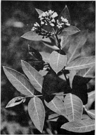 Indian Hemp.