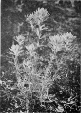 Indian Paintbrush (Painted Cup).