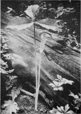Jack In The Pulpit (Indian Turnip).