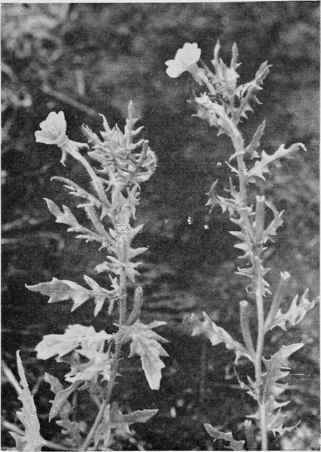 Laciniate Evening Primrose.