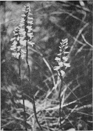 Ladies' Tresses.