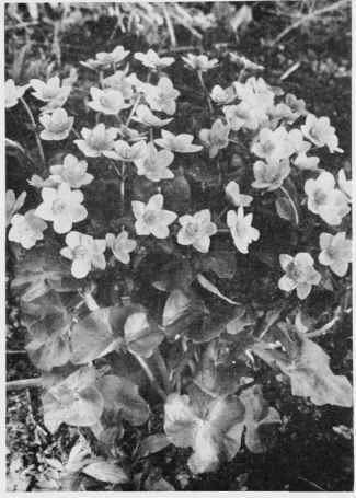 Marsh Marigold (American Cowslip).