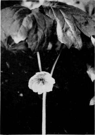 Mayapple (Mandrake).
