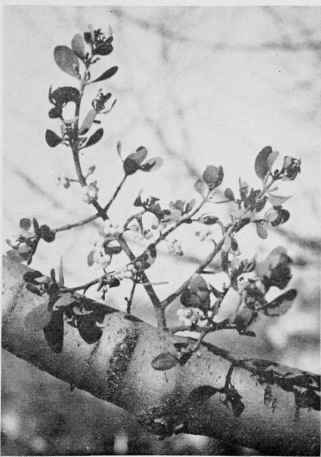 Mistletoe.