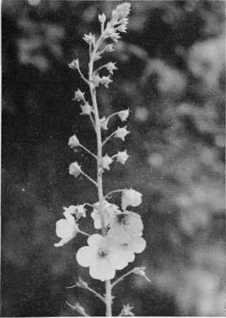 Moth Mullein.
