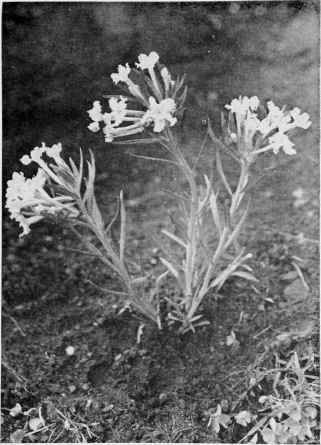 Narrow Leaved Puccoon.