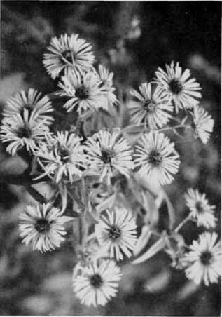 New England Aster ( Purple Aster).
