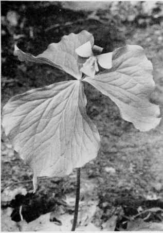 Nodding Trillium.