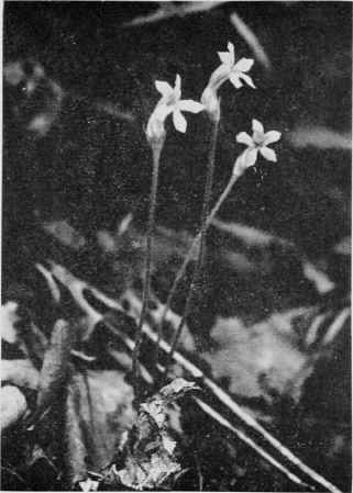 One Flowered Cancer Root.
