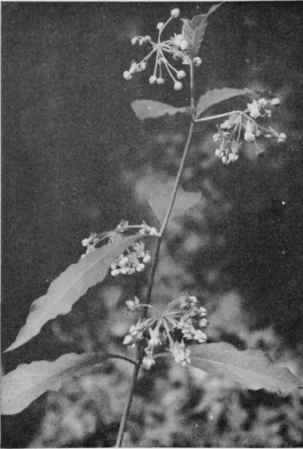 Poke Milkweed.