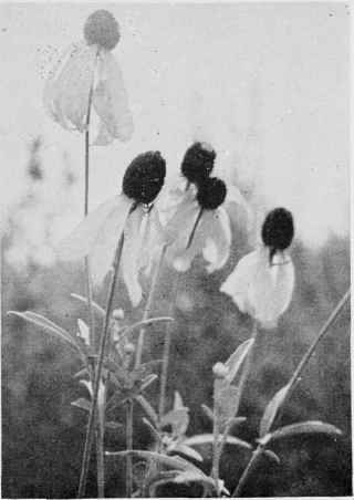 Prairie Coneflower.