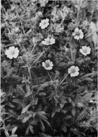 Rough Fruited Cinquefoil.
