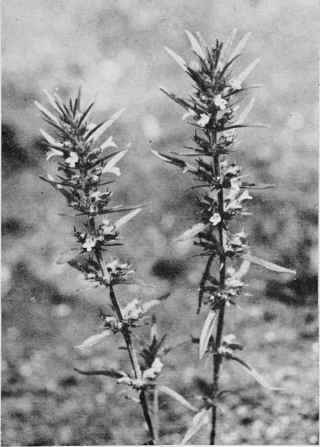 Rough Pennyroyal.