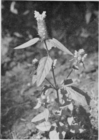 Self Heal (Heal All).