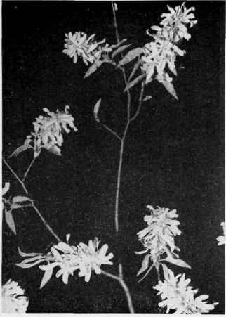 Shadbush (Service Berry. Juneberry).