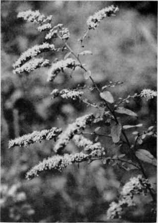 Some Other Goldenrods.