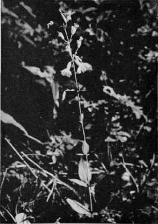 Starry Campion.