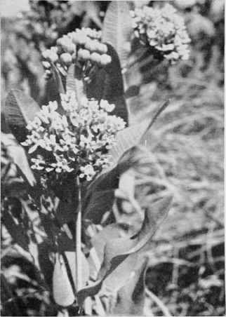 Sullivant's Milkweed.