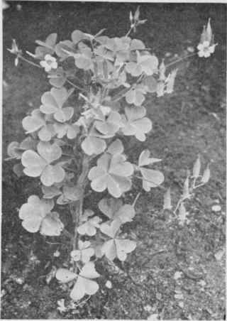 Upright Yellow Wood Sorrel.