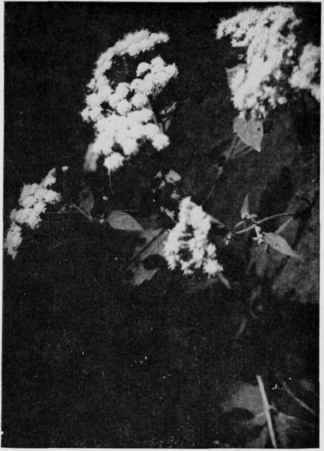 White Snakeroot.
