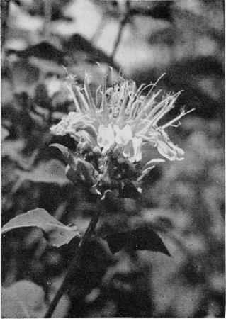 Wild Bergamot.