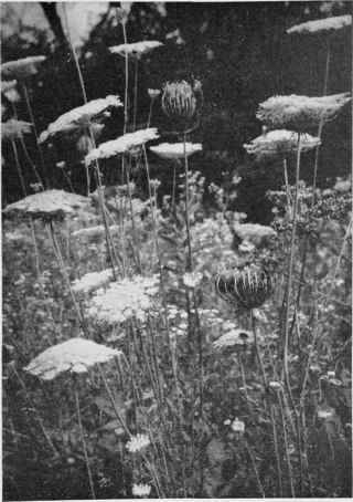 Wild Carrot (Queen Anne's Lace).