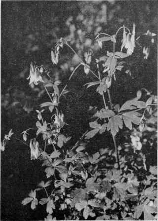 Wild Columbine.