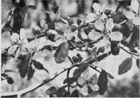 Wild Crabapple.