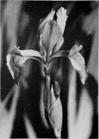 Wild Iris (Blue Flag).