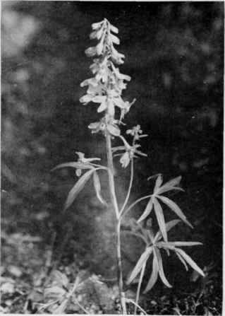 Wild Larkspur.
