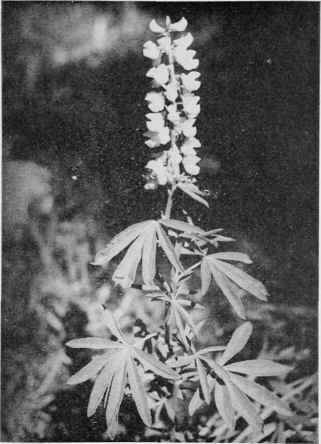 Wild Lupine.