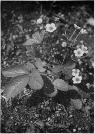 Wild Strawberry.