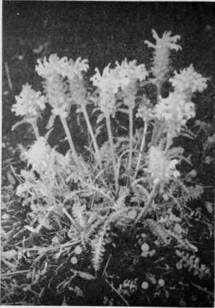 Wood Betony (Common Louscwort).