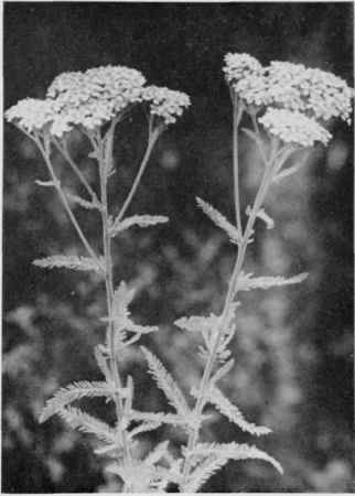 Yarrow (Milfoil).