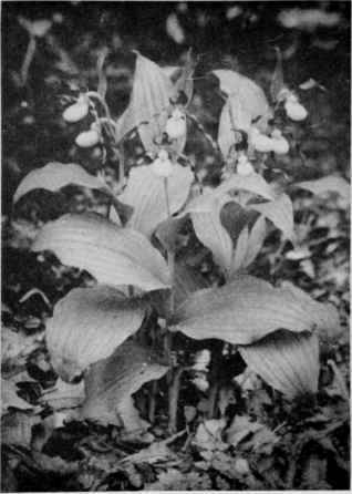 Yellow Lady's Slipper (Whip Poor Wills Shoe).