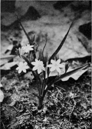 Yellow Star Grass.